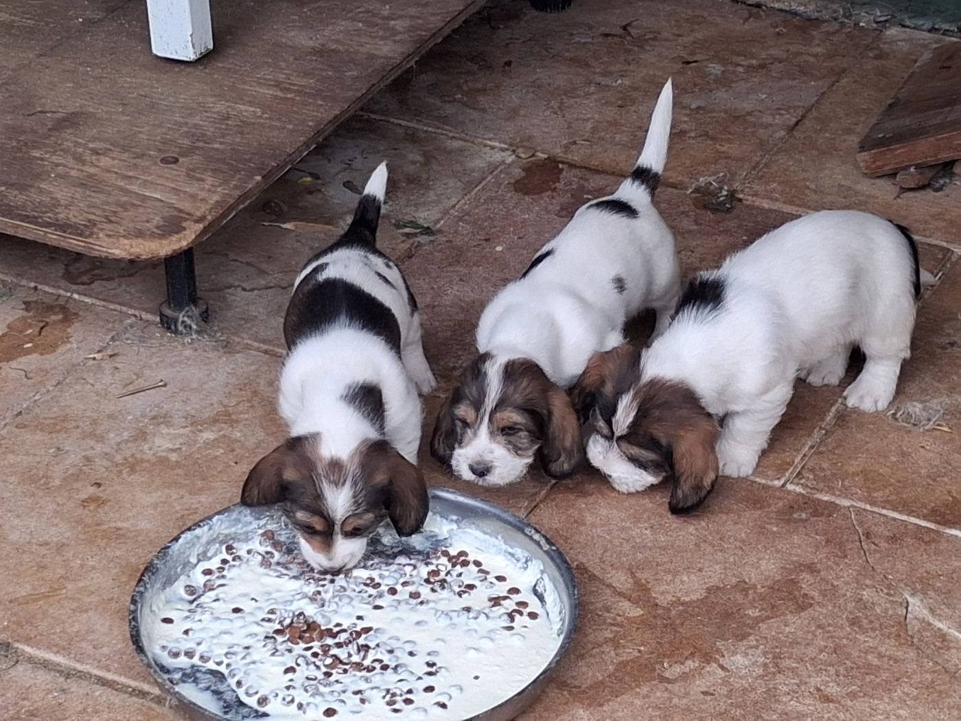 Chiot Petit Basset griffon vendeen des ronciers d auvergne
