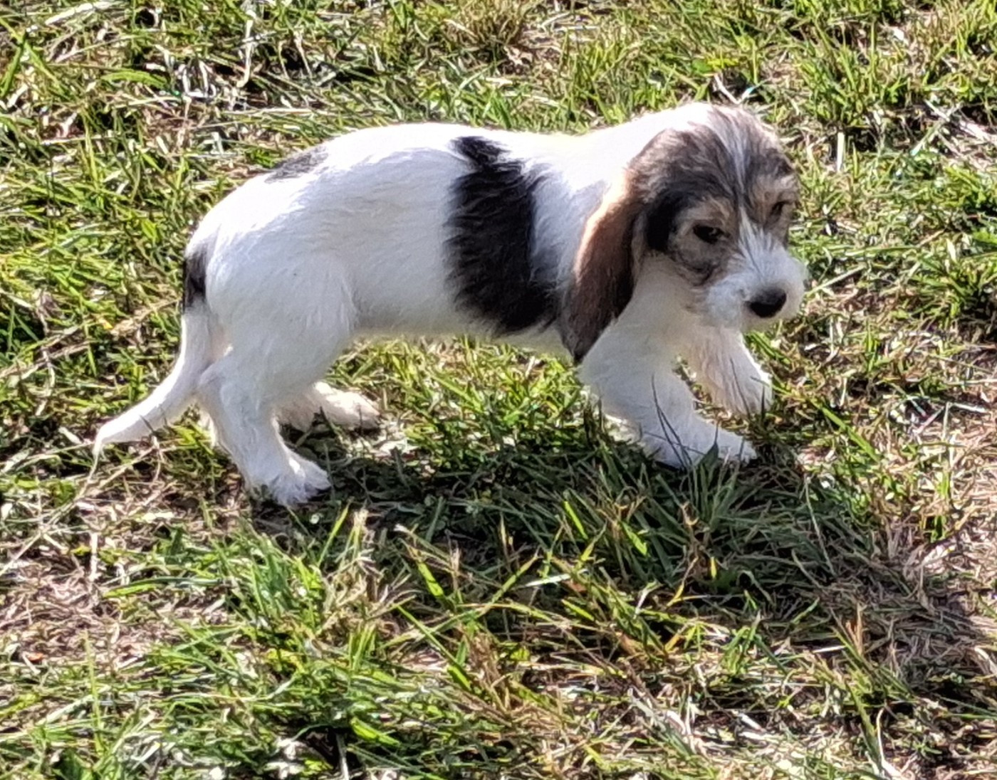 des ronciers d auvergne - Chiots disponibles - Petit Basset griffon vendeen